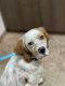 English Setter Puppies for sale in Houston, TX, USA. price: NA