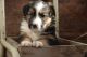 English Shepherd Puppies for sale in Athens, WI 54411, USA. price: $800