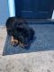 English Shepherd Puppies for sale in 717 Market St, Mt Wolf, PA 17347, USA. price: $200