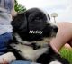 English Shepherd Puppies for sale in Marcellus, MI 49067, USA. price: $400