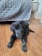 English Shepherd Puppies for sale in Mount Vernon, WA 98274, USA. price: $450
