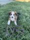 English Shepherd Puppies for sale in Price, UT 84501, USA. price: NA