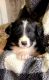 English Shepherd Puppies for sale in Salem, OH 44460, USA. price: $300