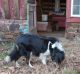 English Shepherd Puppies for sale in Frederick, MD, USA. price: NA