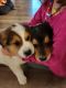 English Shepherd Puppies for sale in Stockton, MO 65785, USA. price: NA