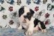 English Shepherd Puppies for sale in One Madison, New York, NY 10010, USA. price: NA