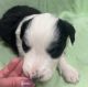 English Shepherd Puppies for sale in Greenfield, IN 46140, USA. price: NA