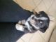 English Shepherd Puppies for sale in Ontario, CA, USA. price: $300