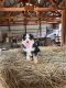 English Shepherd Puppies for sale in Monticello, MN, USA. price: NA