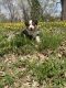 English Shepherd Puppies for sale in Maple Lake, MN 55358, USA. price: NA