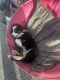 English Shepherd Puppies for sale in West Hanover Township, PA 17112, USA. price: $300