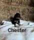 English Shepherd Puppies for sale in Columbiana, OH 44408, USA. price: $300