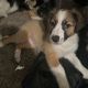 English Shepherd Puppies for sale in Toledo, OH, USA. price: $250