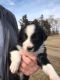 English Shepherd Puppies for sale in Canistota, South Dakota. price: NA