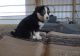 English Shepherd Puppies for sale in Boise, ID, USA. price: NA