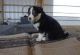 English Shepherd Puppies for sale in Los Angeles, CA, USA. price: NA