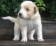 English Shepherd Puppies for sale in East Los Angeles, CA, USA. price: NA