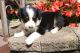 English Shepherd Puppies for sale in Canton, OH, USA. price: NA
