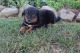 English Shepherd Puppies for sale in Canton, OH, USA. price: $450