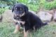English Shepherd Puppies for sale in Canton, OH, USA. price: $450