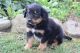 English Shepherd Puppies for sale in Canton, OH, USA. price: $599