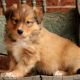 English Shepherd Puppies for sale in Campus Drive, Stanford, CA 94305, USA. price: NA
