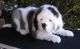 English Shepherd Puppies for sale in Virginia Beach, VA, USA. price: $300