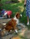 English Shepherd Puppies for sale in Gilbert, SC, USA. price: NA