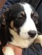 English Shepherd Puppies for sale in Butler, OH 44822, USA. price: $130