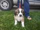 English Shepherd Puppies for sale in Toledo, OH, USA. price: $400