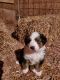 English Shepherd Puppies for sale in 648 W 1400 N, North Manchester, IN 46962, USA. price: NA