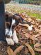 English Shepherd Puppies for sale in Norwood, NC 28128, USA. price: NA