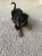 English Shepherd Puppies for sale in Rochester Hills, MI, USA. price: $600