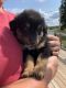 English Shepherd Puppies for sale in Iron City, TN 38463, USA. price: NA