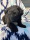 English Shepherd Puppies for sale in Fenton, MI, USA. price: $350