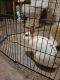 English Spot Rabbits for sale in Johnston, IA, USA. price: $75