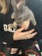 English Spot Rabbits for sale in Moore, OK, USA. price: $20