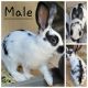 English Spot Rabbits for sale in Bakersfield, CA, USA. price: $50