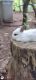 English Spot Rabbits for sale in 415 Goode Mountain Ln, Rocky Mount, VA 24151, USA. price: NA