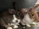 English Spot Rabbits for sale in Linden, NJ, USA. price: $75