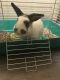English Spot Rabbits for sale in 800 W Mill St, Carbondale, IL 62901, USA. price: $290