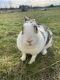 English Spot Rabbits for sale in Fenton, MI 48430, USA. price: NA