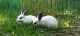 English Spot Rabbits