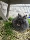 English Spot Rabbits for sale in Monroe, NC, USA. price: NA