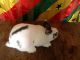 English Spot Rabbits for sale in Bridgeport, CT, USA. price: NA