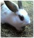English Spot Rabbits for sale in Hattiesburg, MS, USA. price: $15