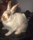 English Spot Rabbits for sale in Las Vegas, NV, USA. price: NA