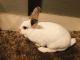 English Spot Rabbits for sale in Riverbank, CA, USA. price: NA