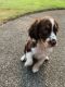English Springer Spaniel Puppies for sale in Sumner, WA, USA. price: $800