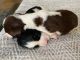 English Springer Spaniel Puppies for sale in Crowley, TX 76036, USA. price: $2,100
